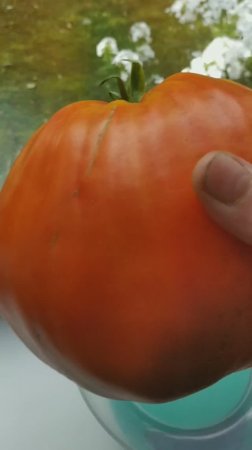 томат Польская слива тётушки Сварло_ всегда крупные вкусные плоды.