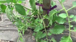 Как формировать замерзшие или сгоревшие индетерминантные томаты?