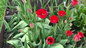 Природа в начале мая