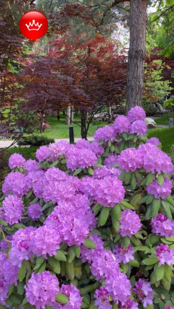 😎Отдыхаем в Японском саду парк Галицкого 2025.