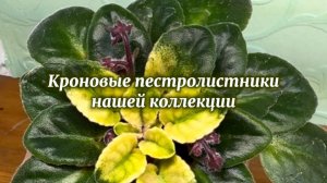 Кроновые пестролистники нашей коллекции