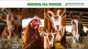 Чем живут и о чём думают фермеры?