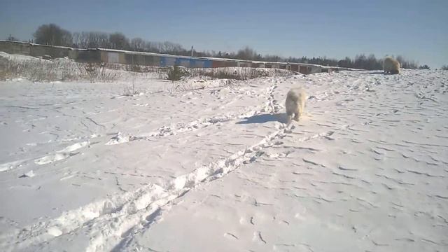 10  Зима весной  5  03  2018