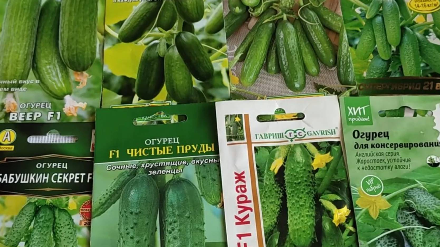 Обзор семян огурцов для выращивания в новом сезоне