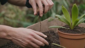 Какой субстрат для орхидеи лучше - кора или керамзит - Советы для сада
