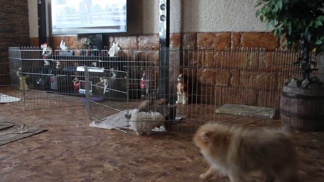 питомник шпицев  Усадьба Андреевых. щенки