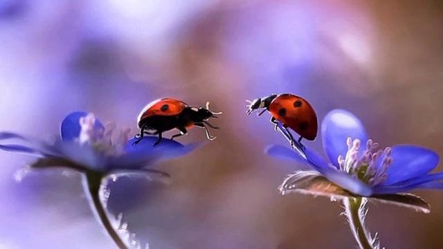 💗// Ишк /🌺/,,Ishq //💗 смотреть онлайн