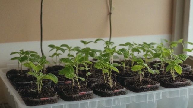 Как посадить саженцы малины - Советы садоводам и огородникам