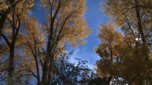 Черный кофе - С ветки падающий лист