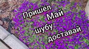 Дача 🏡 Май чудит 04.05.25г. Зацвели тюльпаны под укрытием!🌷Ленинградская область.