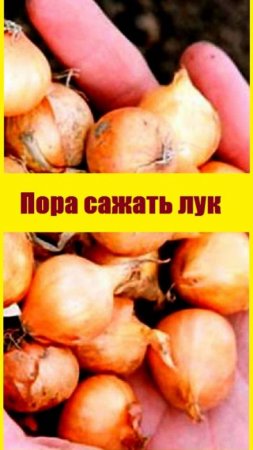 Пришла пора сажать ЛУК-СЕВОК на гряду