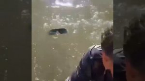 Морской лев утащил под воду девочку
