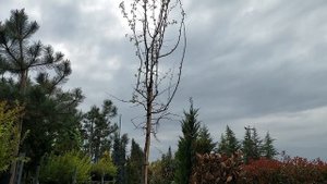 Айва SINENSIS, CLT 40