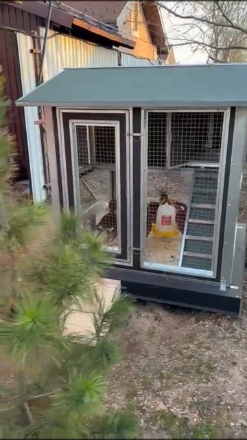 🏡С новосельем! Вот какие прекрасные курочки поселились в домике «ЗИМНЯЯ МЕЧТА» с выгулом и гнездом. смотреть онлайн