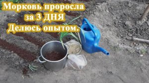 Сделайте ТАК и МОРКОВЬ взойдет ЗА 3 ДНЯ. Рассказываю свой способ подкормку и как посадить.