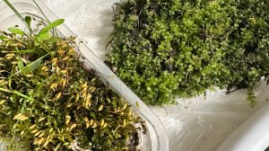 Распаковка растения. Идея со мхом