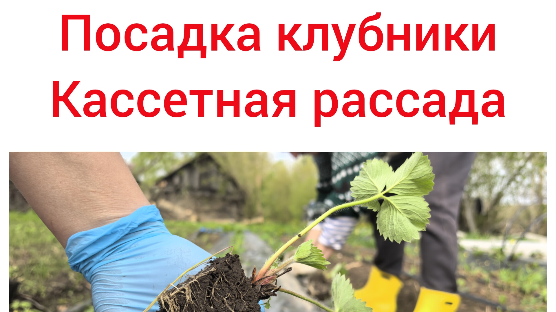 Клубника альба, кассетная рассада, высадка в грунт, дача, деревня, весенние работы