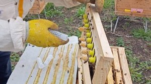 Вывод маток ранней весной