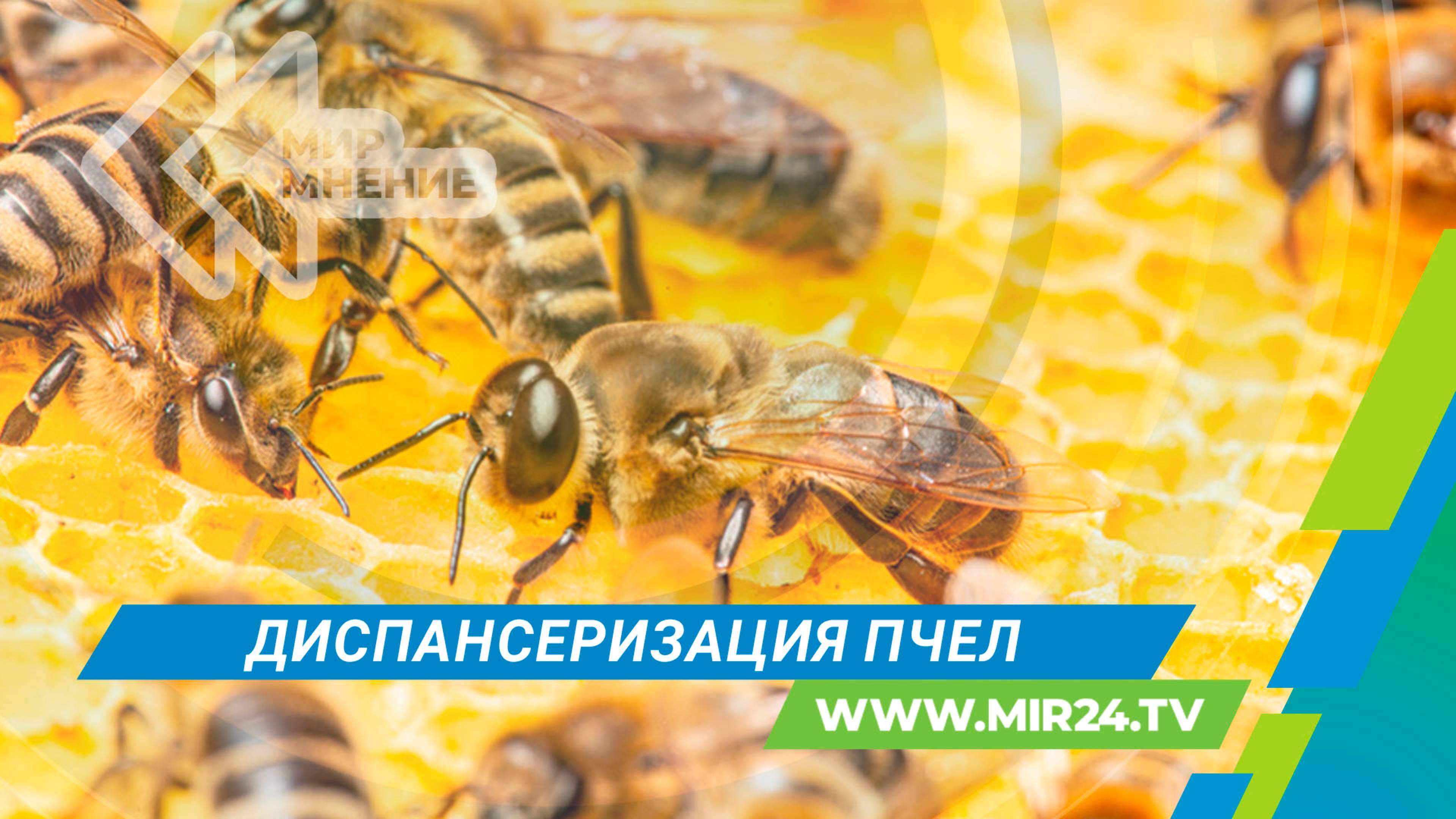 Диспансеризация пчел: как ее проводят в Башкортостане?