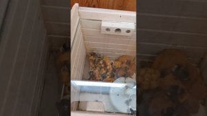 Тестируем самый модный дом для шмелей для вашего участка