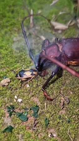 Bombardier beetle vs. longhorn beetle