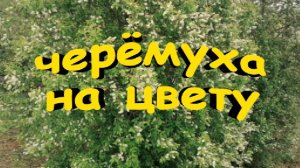Черёмуха на цвету