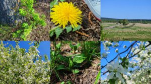 Уютная весенняя прогулка по деревне, счастливая жизнь и уют в деревне, деревенская природа