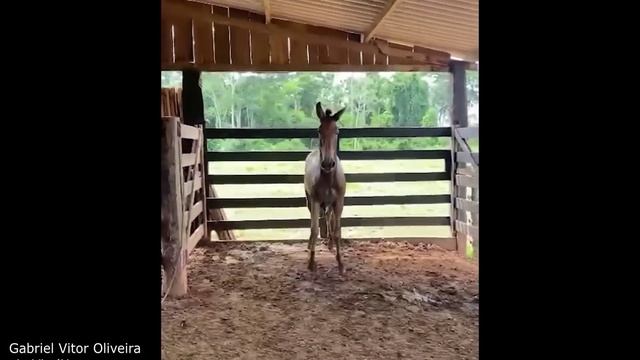 Безумные животные!