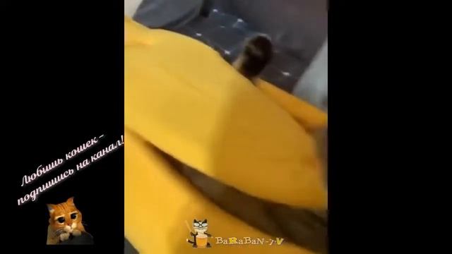 Сногсшибательно смешные кошки! Подборка приколов с котами, кошками и котятами