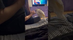 Подборка приколов с попугаем 🤣 Жизнь Какаду Няши часть 2 #kakadulife