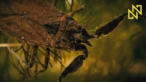 Водяной скорпион обыкновенный (лат. Nepa cinerea)