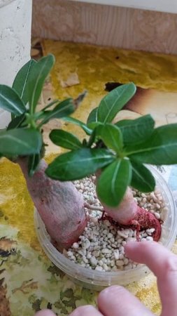 Реанимация адениума ГАЛИСАД, Череповец