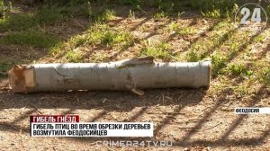 Разрушенные гнёзда: в Комсомольском парке Феодосии при обрезке деревьев погибли птицы