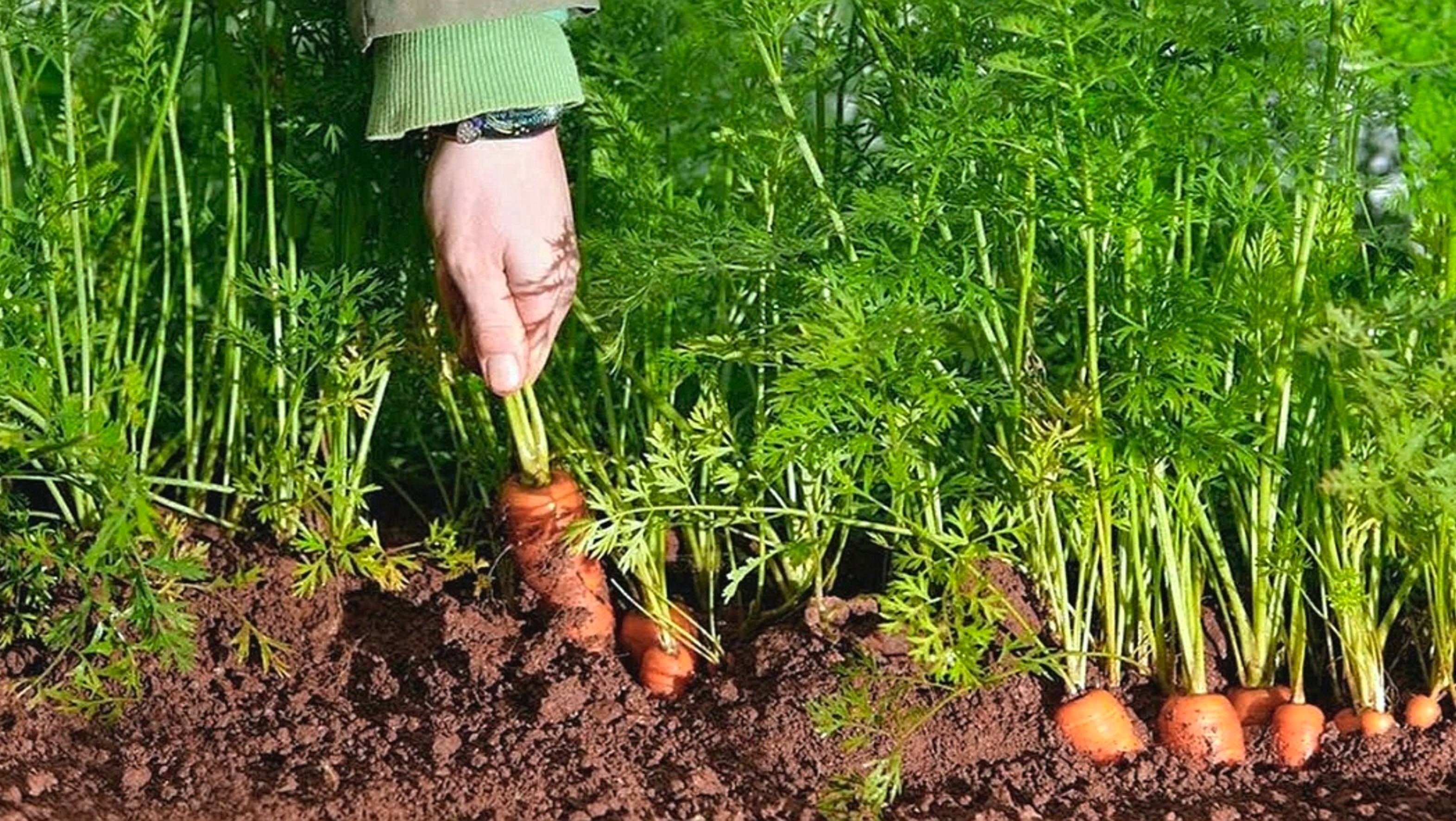 КАК САЖАТЬ МОРКОВЬ СЕМЕНАМИ