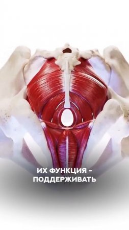 Как укрепить мышцы таза без тренажерного зала?🔥