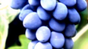 Виноград Молдова