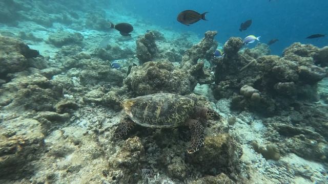 Мальдивы, остров Бандос: домашний риф