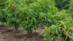Как ускорить созревание перца на кустах. - Советы огородные