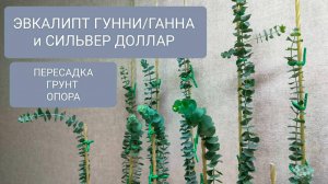 🟢⚪ПЕРЕСАДКА  ЭВКАЛИПТА ГУННИ и СИЛЬВЕР ДОЛЛАР. ГРУНТ.ЗАМЕНА ОПОРЫ