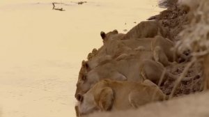 Отважный буйвол атакует льва, героически спасая зебру из его лап! Буйвол нападает на Льва"