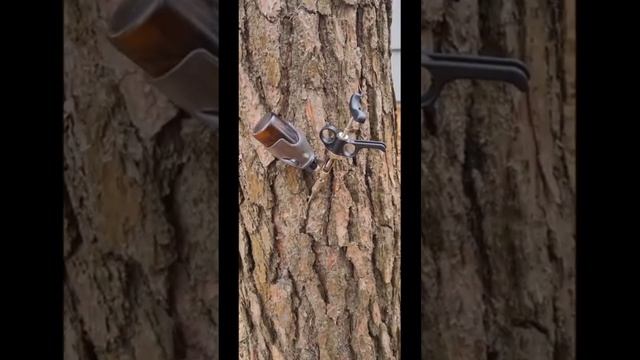 лечение заболеваний деревьев