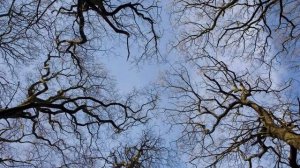 Нейрографические линии в природе