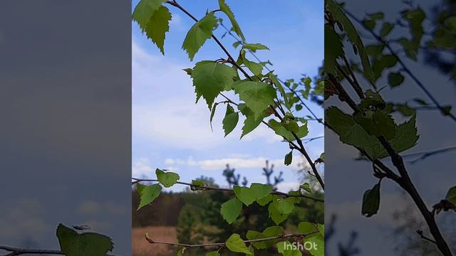 05-05-2025 Вечерняя прогулка 4 Мая