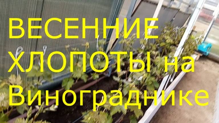 Весенние хлопоты на винограднике.2025г.