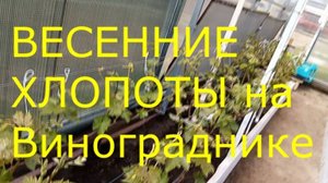 Весенние хлопоты на винограднике.2025г.