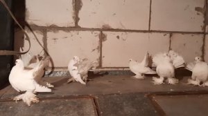 Статные голуби (Омские).