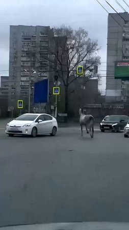 Попал под лошадь!