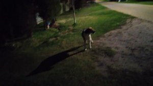 VID_20250421_212644.mp4эстонская собака