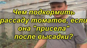 Почему рассада замедлила рост после высадки? 🌱 Спасение в правильной подкормке!