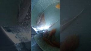 Анциструсы супер ред вуаль, 144ые голубоглазые снежки/Ancistrus super red veil, l-144 white snow